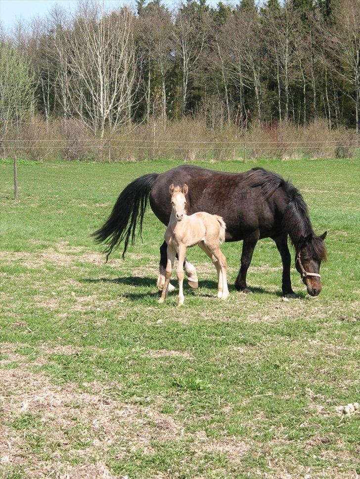 Palomino Romeo´s Luxus - Hvor er der mange spændende ting at se på. billede 4