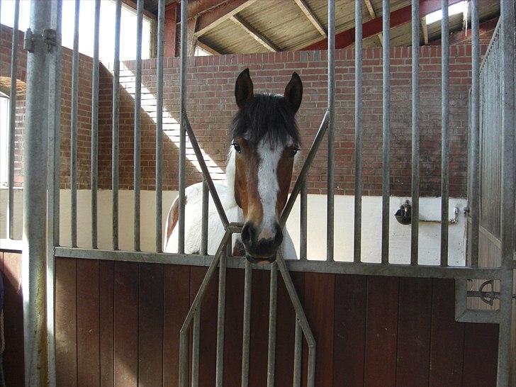 Anden særlig race Feleks - 18-04-2011 billede 6