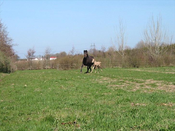 Palomino Romeo´s Luxus - På tur rundt i folden, det må være paradis.   :) billede 5