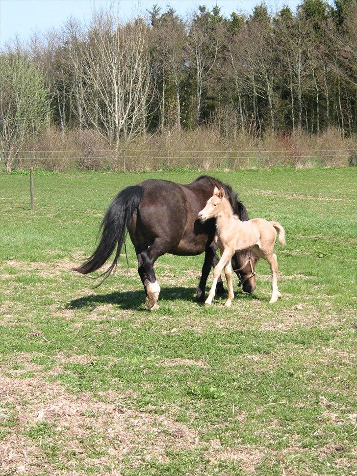 Palomino Romeo´s Luxus - Tror snart jeg er lige så stor, som min tykke mor.   :) billede 6
