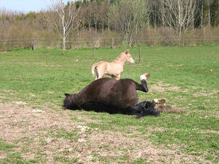 Palomino Romeo´s Luxus - Er du ikke snart færdig, så vi kan komme videre. billede 8