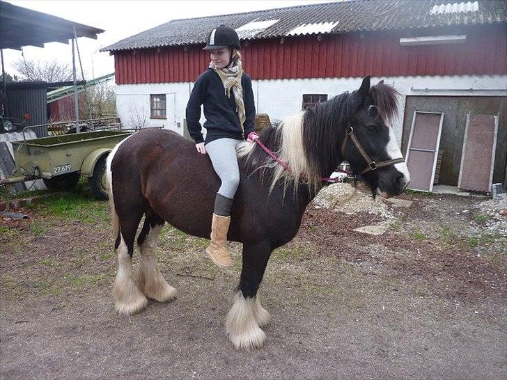 Irish Cob Ådalens Pocahontas billede 4