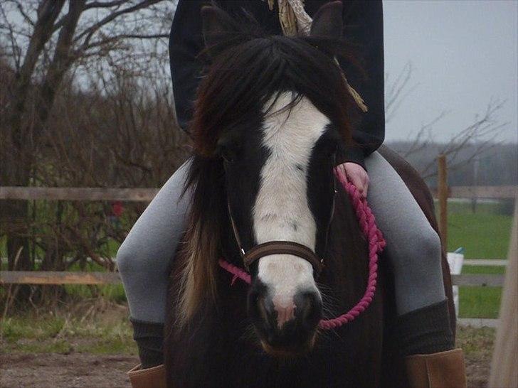 Irish Cob Ådalens Pocahontas billede 5