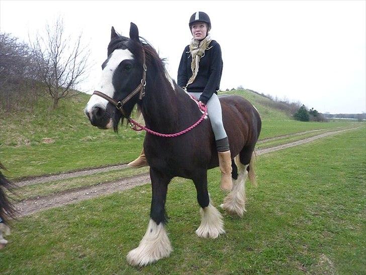Irish Cob Ådalens Pocahontas billede 7