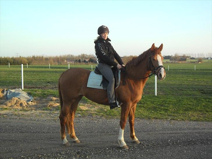 Dansk Varmblod La Marissa billede 5