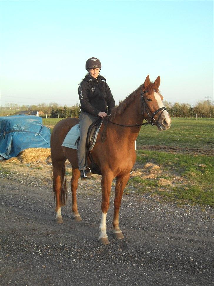 Dansk Varmblod La Marissa billede 6