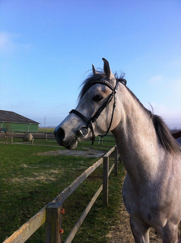 Arabisk fuldblod (OX) Jete's Estopa of TAS billede 8