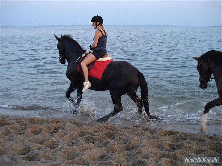 Anden særlig race Celia billede 19