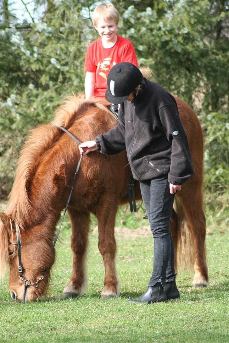 Islænder Kjarni fra Lykkebjerg billede 8