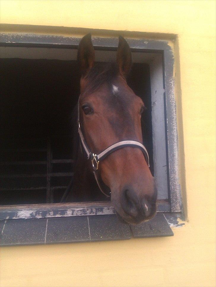 Traver Iceman Face billede 2