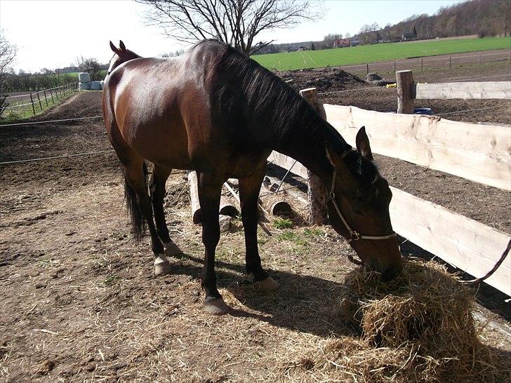 Traver Iceman Face billede 3