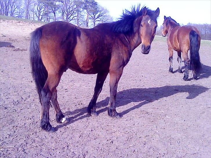 Anden særlig race Walter - 6) på fold <3 billede 2