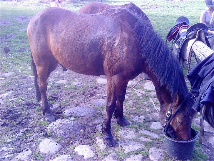 Anden særlig race Walter - 7) står lige og spiser efter man er blevet skyllet efter en hård ridetime ; p billede 3