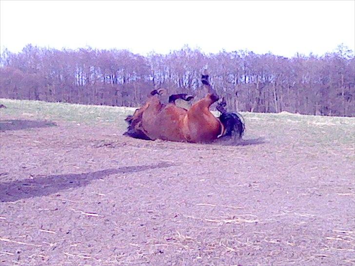 Anden særlig race Walter - 8) ruller på marken =D billede 4
