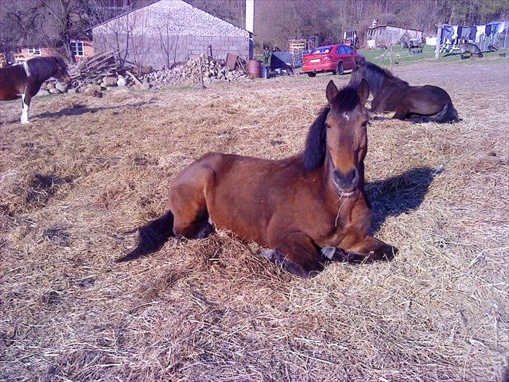 Anden særlig race Walter - 9) du er så sød! :* han ligger ude på marken<3 billede 5