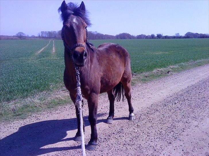 Anden særlig race Walter - 10) på tur i rebgrime : ) billede 6