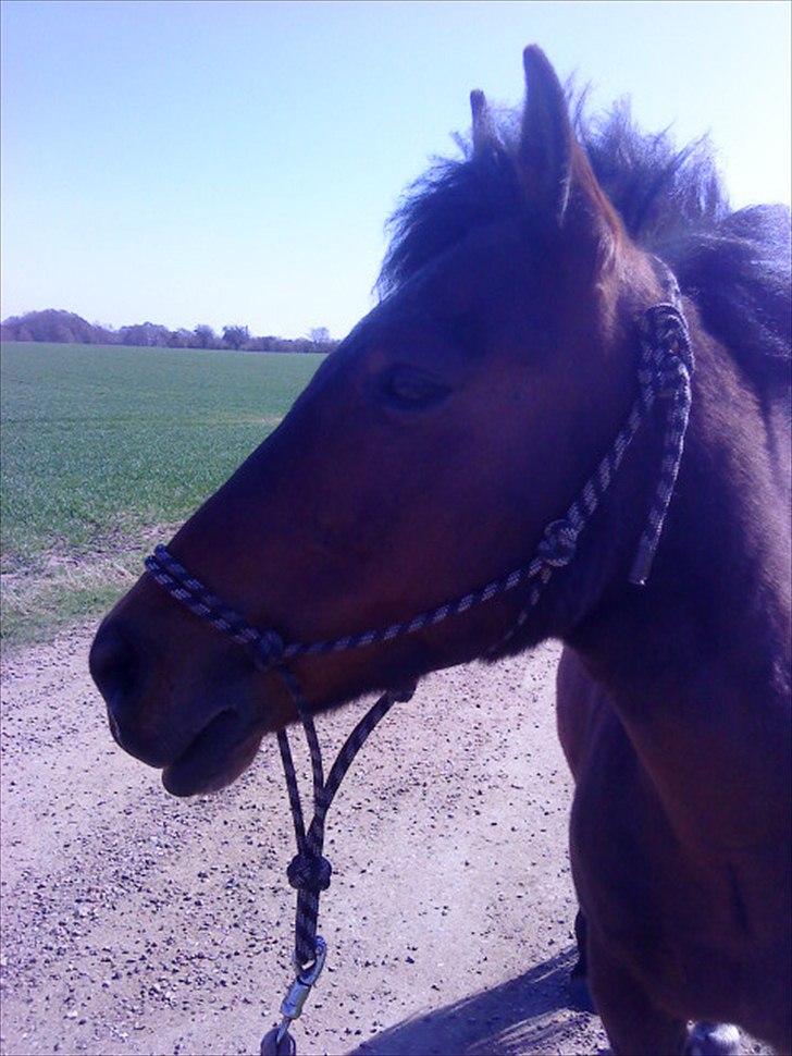 Anden særlig race Walter - 11) et hovedbilled <3 billede 7