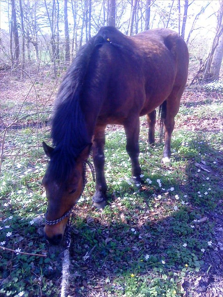 Anden særlig race Walter - 14) står og spiser lidt græs mellem blomsterne : D  billede 8