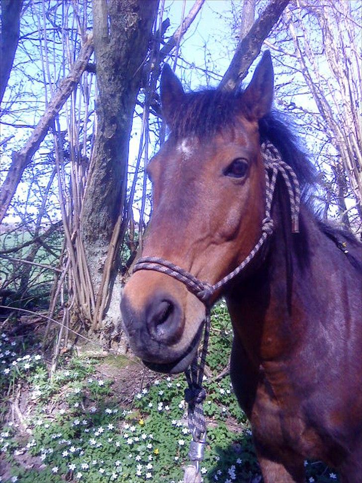 Anden særlig race Walter - 15) elsker han´s hoved, du er smuk Walter :*<3 billede 9