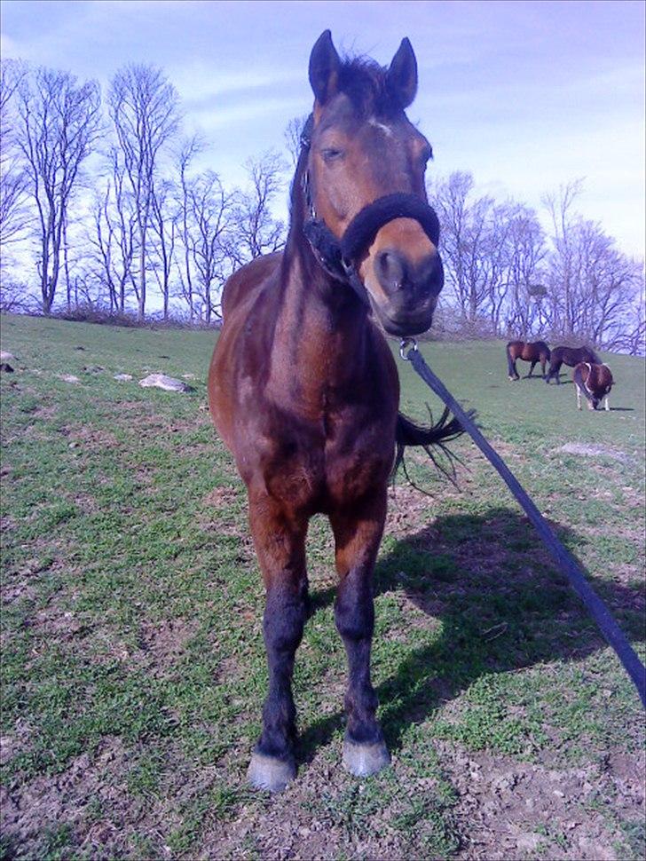 Anden særlig race Walter - 18) på marken, en meget blæssende dag ; )  billede 11