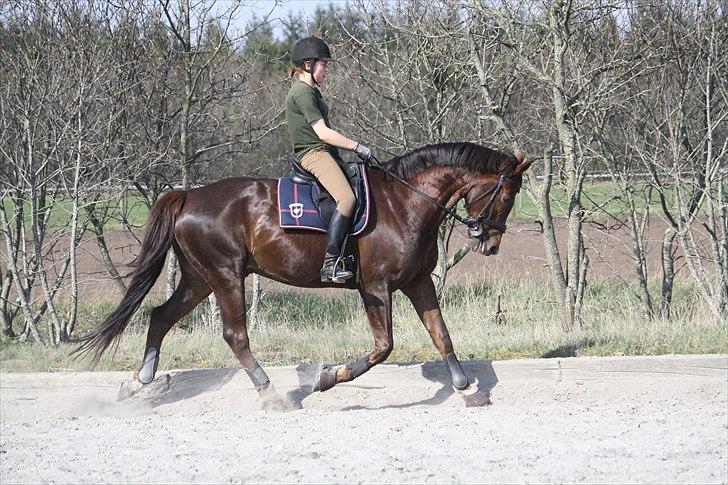 Oldenborg Egelund Nova - Dressur-træning på Tronsø.
Fotograf: Hanne Pedersen :D billede 13