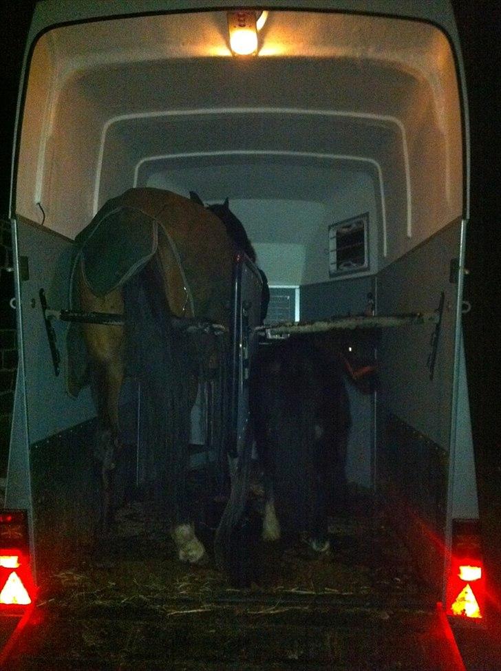 Shetlænder Camkar's Pixie - Når lille Pixie og store Bojana flyttes sammen billede 14