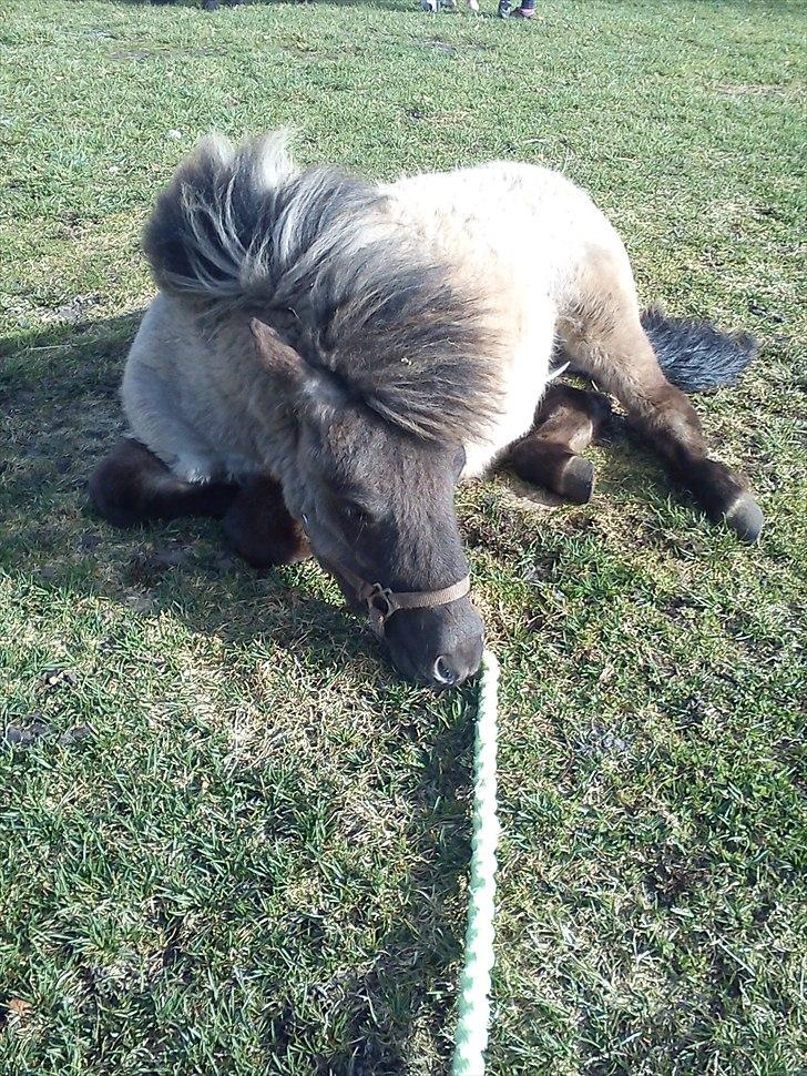 Shetlænder Teglgårdens Ydun - lille tricks pony <3 ligger på komando :D billede 10