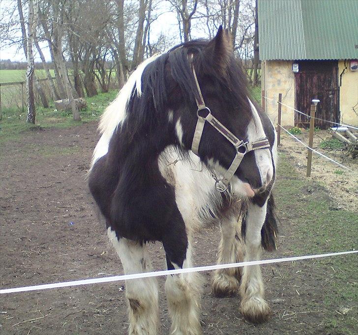 Tinker Sir Bjørn HINGST - 17/4-2011 billede 14