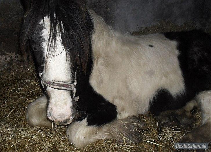 Tinker Sir Bjørn HINGST - 23/1-2011 lige ankommet billede 18