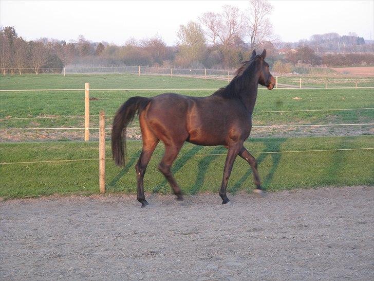 Dansk Varmblod remember me by friis billede 2