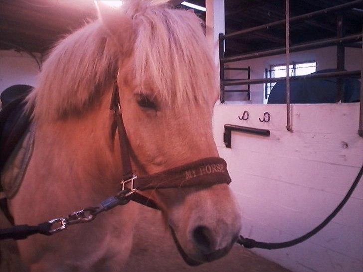 Fjordhest Kasper "halvpart" - kasper den søde og smukke <3 billede 9