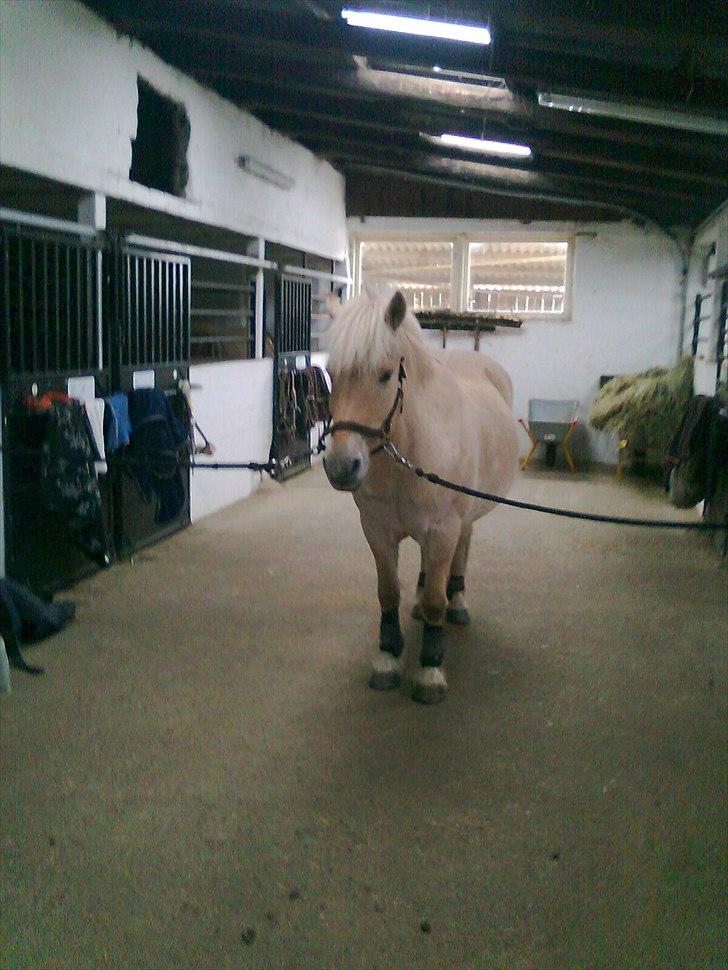 Fjordhest Kasper "halvpart" - kasper den lille søde pony <3 billede 10