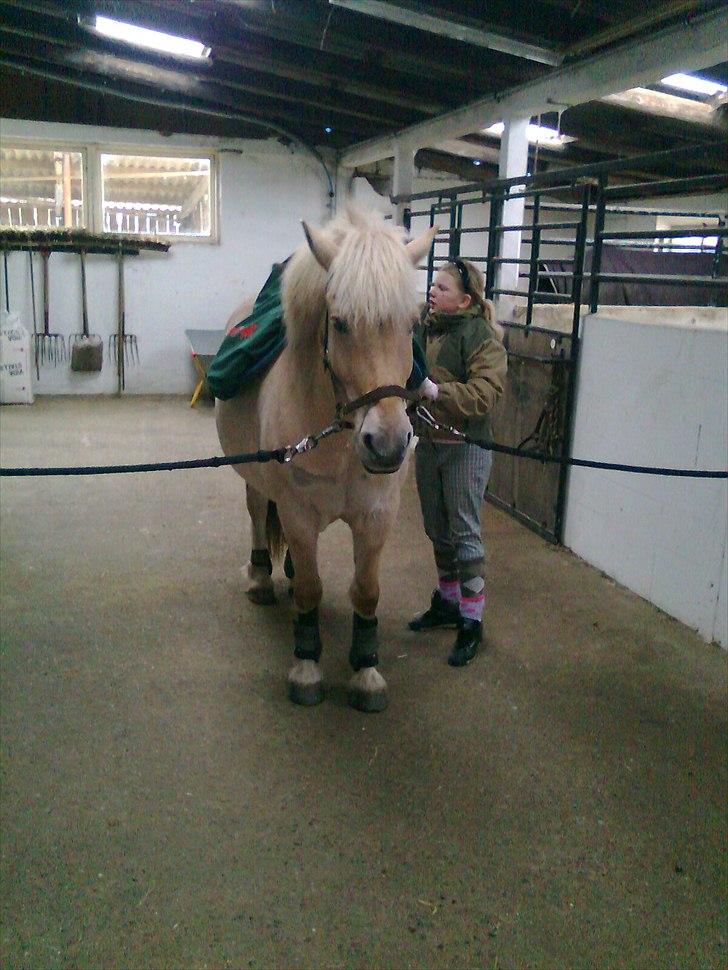 Fjordhest Kasper "halvpart" - kasperskat billede 11