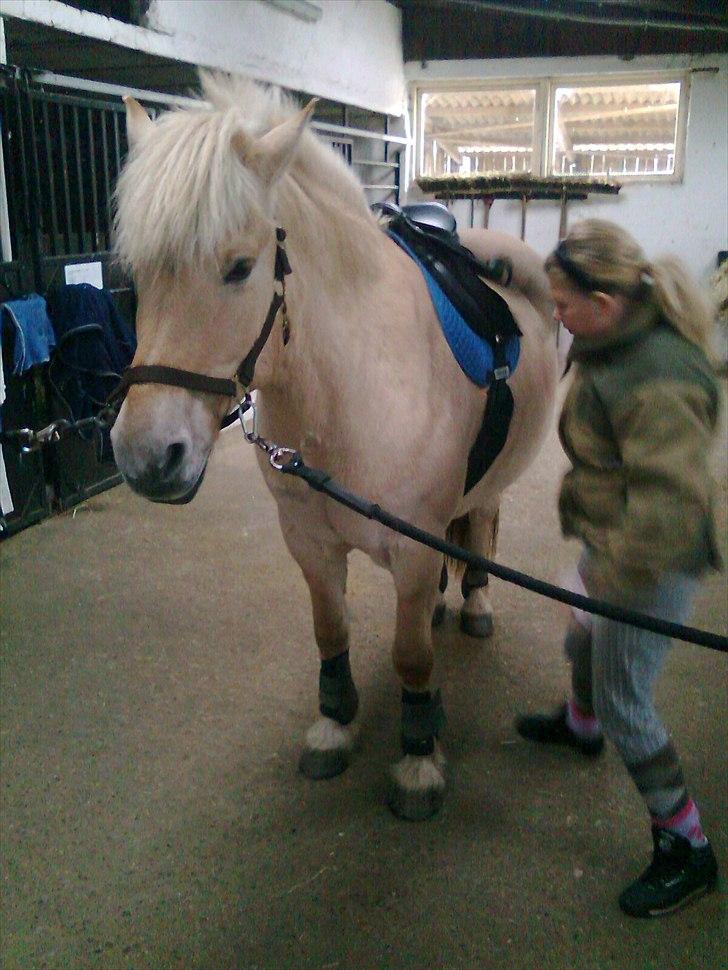 Fjordhest Kasper "halvpart" - kasper jorden til hører dig og mig <3 billede 12