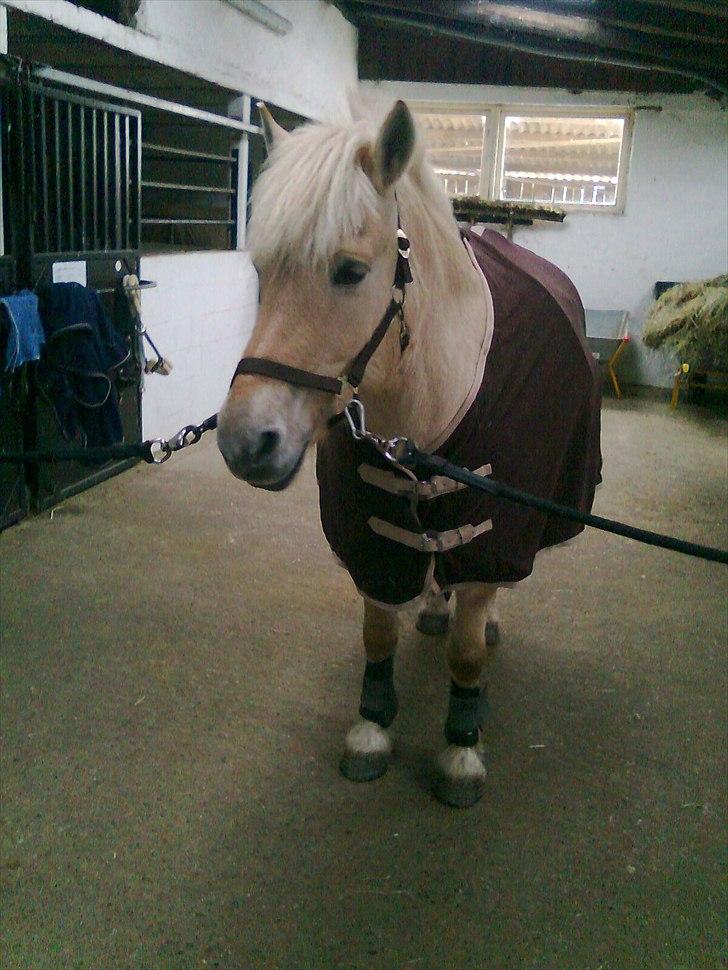 Fjordhest Kasper "halvpart" - min lille banan <3 billede 13