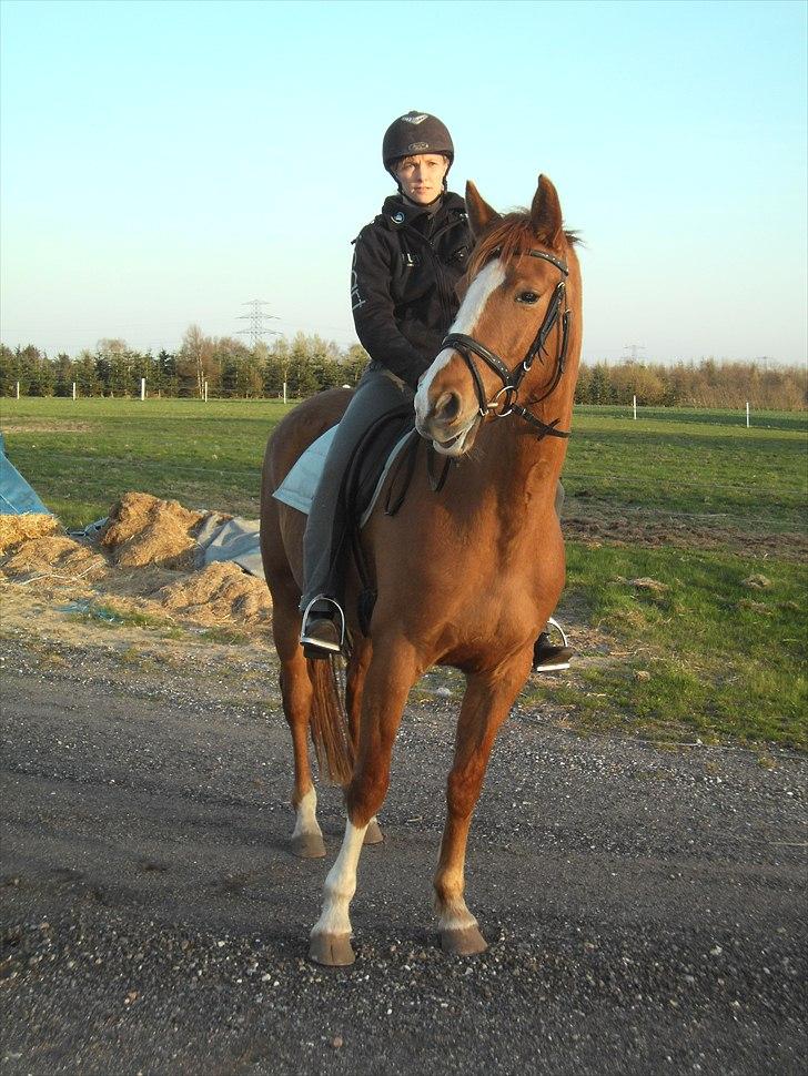 Dansk Varmblod La Marissa billede 7