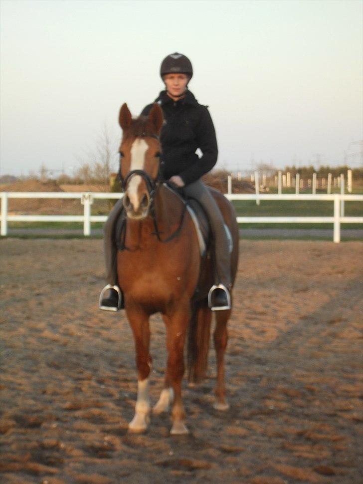 Dansk Varmblod La Marissa billede 8