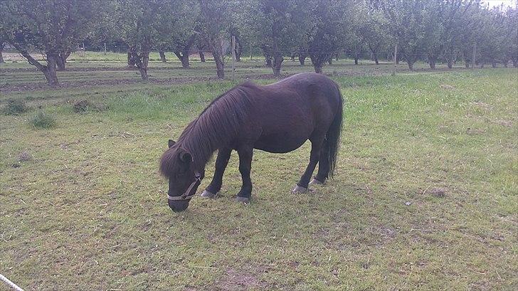 Anden særlig race Sorte billede 3