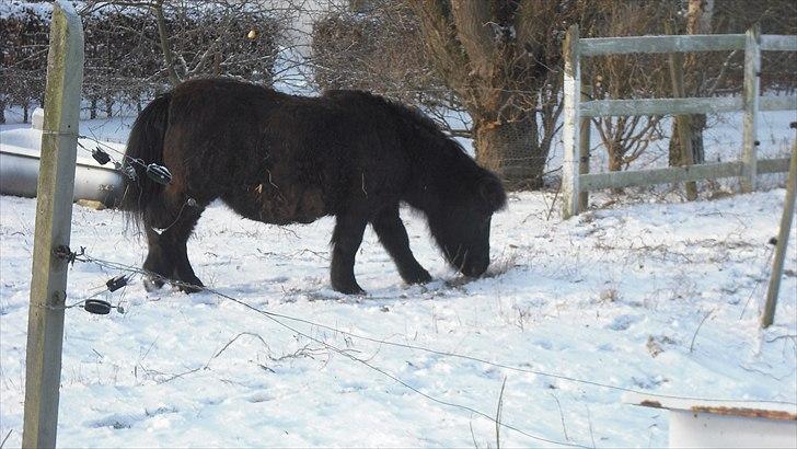 Anden særlig race Sorte - vinteren 2010 billede 4