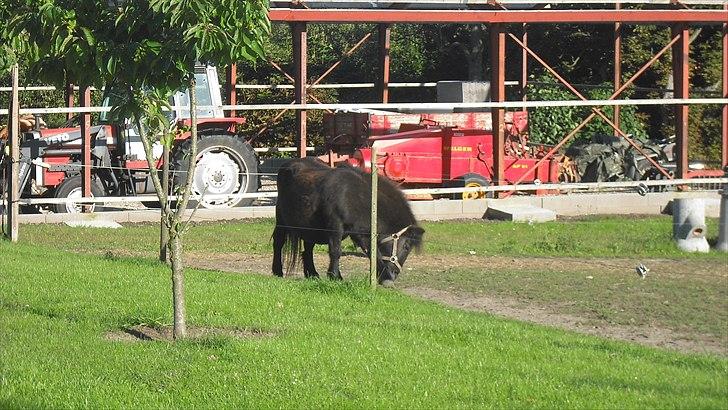 Anden særlig race Sorte billede 6
