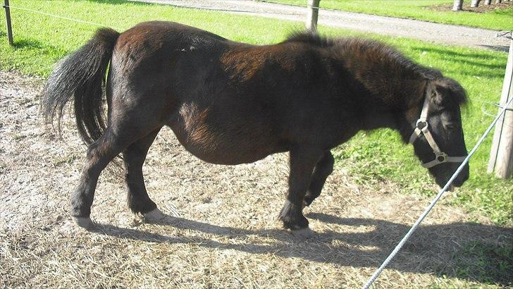 Anden særlig race Sorte billede 8