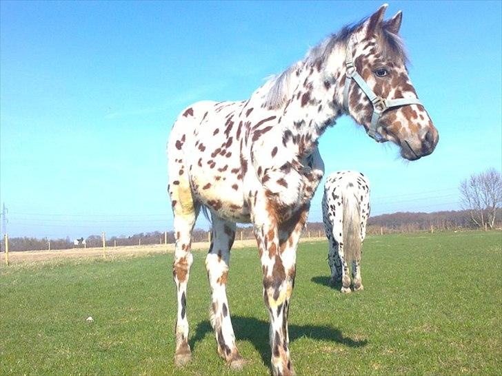 Knabstrupper lobi (kalde navn) billede 10