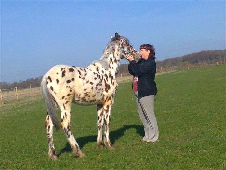 Knabstrupper lobi (kalde navn) billede 17