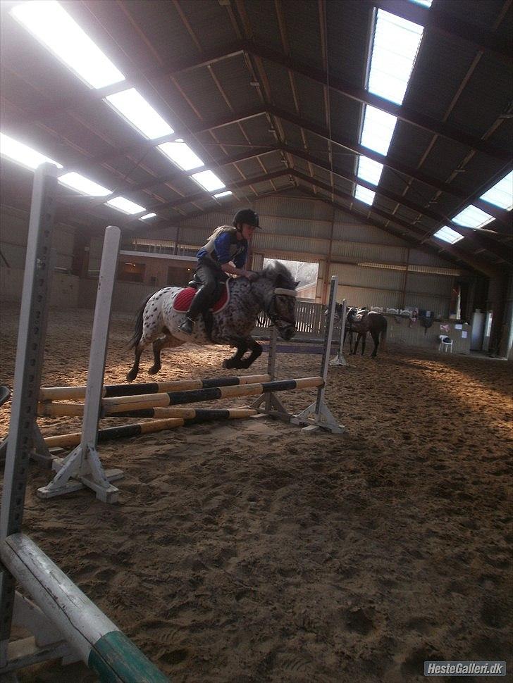 Appaloosa Pippi [Drømmeponyen] - Pippi der springer på hestelykken D. 11 April Taget af Anna Tak ;)  billede 13