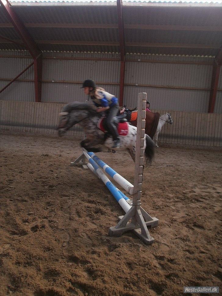 Appaloosa Pippi [Drømmeponyen] - Pippi der springer på hestelykken D. 11 April Taget af Anna Tak ;)  billede 14