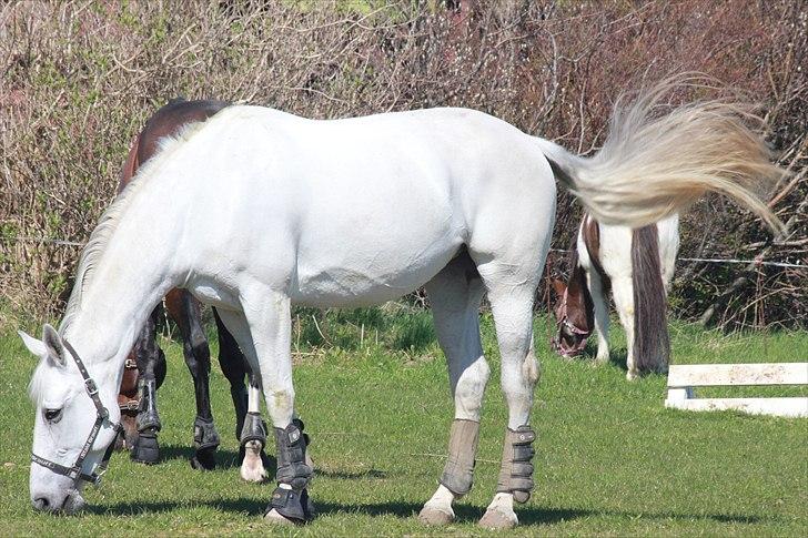 Anden særlig race Tibbury - På fold :) billede 4