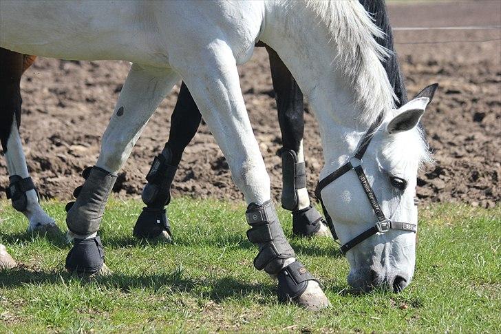 Anden særlig race Tibbury - På fold :) billede 5
