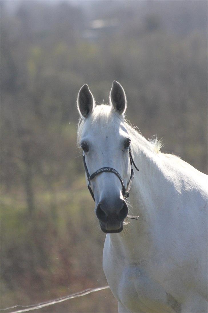 Anden særlig race Tibbury - Tilde <3 billede 6