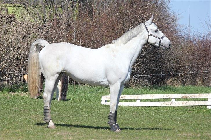 Anden særlig race Tibbury - På fold :) billede 7