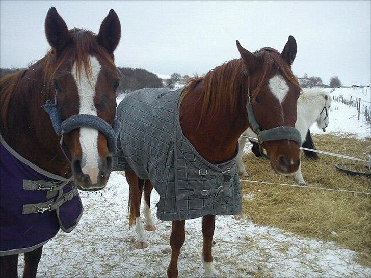 Arabisk fuldblod (OX) Mudafir ox - Bahia Bint Abhat og Mudafir - Vinter 2010-2011 billede 9